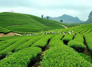 Du lịch tết âm lịch 2020 nên chọn đi những đâu?