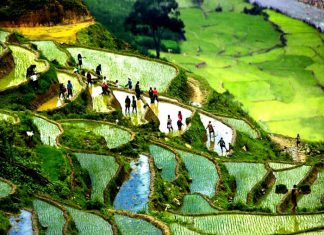 Ruộng bậc thang Sapa – Bức tranh kỳ vĩ làm nao lòng khách du lịch