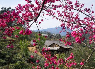 Kinh nghiệm đi du lịch Sapa tháng 3, cảnh đẹp và đồ ăn ngon