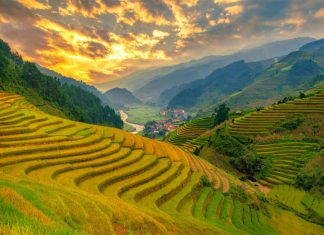 “Mê mẩn” trước vẻ đẹp những thửa ruộng bậc thang Sapa mùa lúa chín