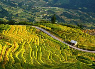Mùa vàng Sapa “ngủ” trên những thửa ruộng bậc thang khi thu đến