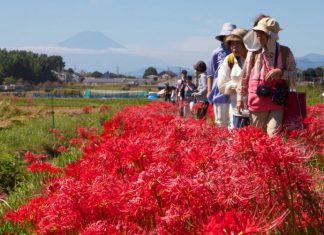 Du lịch Nhật Bản: Mùa Lễ hội hoa Bỉ Ngạn Nhật Bản