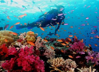 Chia sẻ kinh nghiệm du lịch Phú Quốc ngắm san hô đỏ