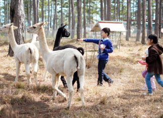 Tổng hợp top 8 địa điểm du lịch Đà Lạt cho trẻ em được yêu thích nhất Tổng hợp top 8 địa điểm du lịch Đà Lạt cho trẻ em được yêu thích nhất