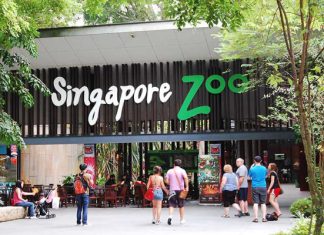 Trọn bộ kinh nghiệm tham quan Singapore Zoo khi du lịch Singapore